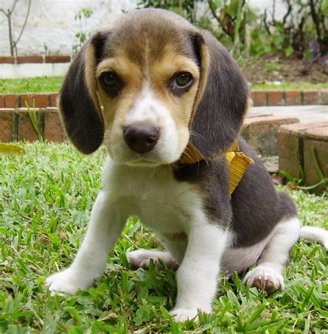 Beagle Puppies For Sale | Jacksonville, FL #147469