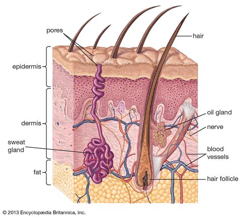 human skin | Definition, Layers, Types, & Facts | Britannica