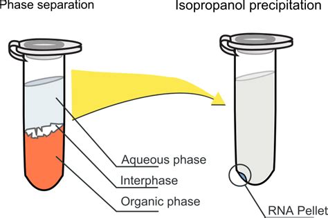 RNA extraction refers to the process of purifying RNA from samples. The ...