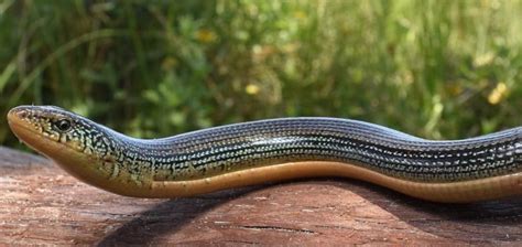 The Eastern Glass Lizard | Critter Science