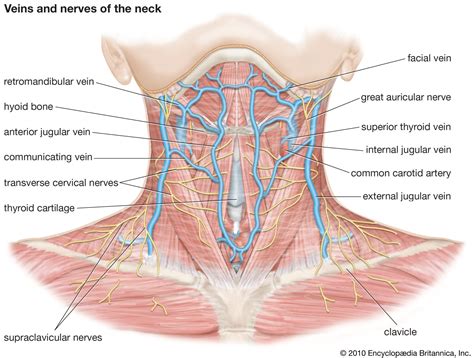 Neck | Vertebrae, Muscles, Nerves | Britannica