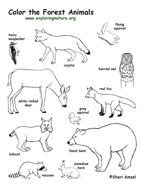 Winter Animals Coloring Pages at GetColorings.com | Free printable ...