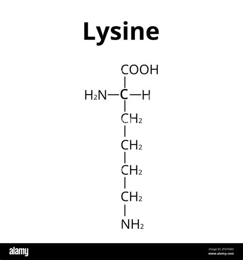 Amino acid Lysine. Chemical molecular formula Lysine is an amino acid ...