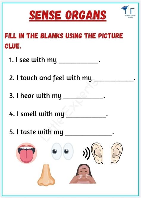 Sense Organs - EVS free printable worksheets for kids| Little Experts ...