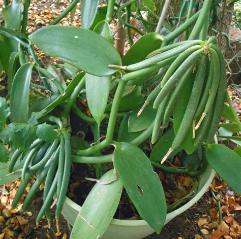 A Kitchen Garden in Kihei Maui: growing vanilla on Maui | Grow vanilla ...