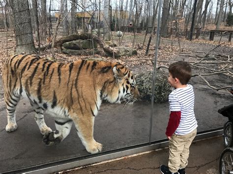 Zoopedia Bengal vs Siberian tiger size. | Frontier Forums