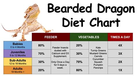 Bearded Dragon Diet - Bearded Dragons Diet