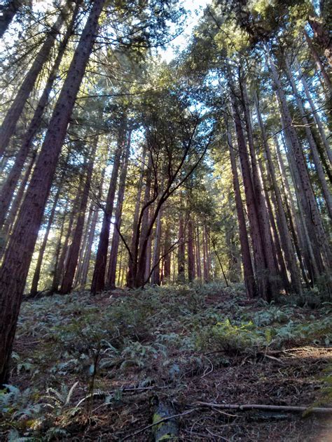 Redwood Regional Park : Oakland California | Visions of Travel