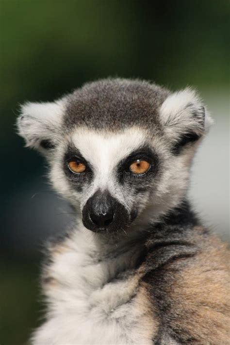 Lemur monkey stock photo. Image of alert, animals, primates - 10677520