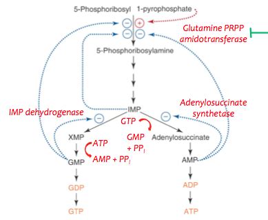 Purine and Pyrimidine Metabolism flashcards | Quizlet