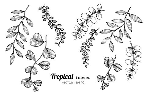 Collection set of Tropical leaves drawing illustration. 417433 Vector ...