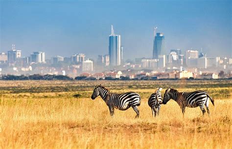 Nairobi National Park | Kenya wildlife Safari Tours | Kenya National Parks