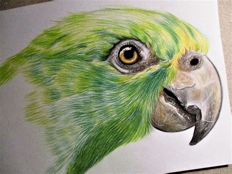 'Parrot' [Colored Pencil Drawing] - Virily