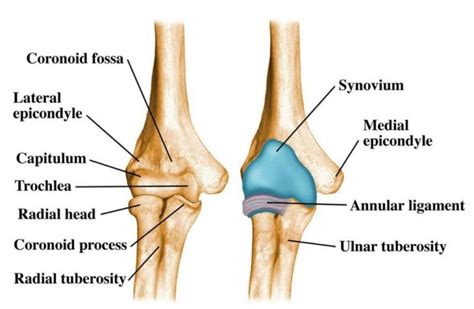 Elbow Joint: Anatomy, Movement & Muscle involvement » How To Relief ...