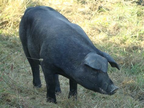 6 Best Pig Breeds For Meat Around The World | KitchenTeller