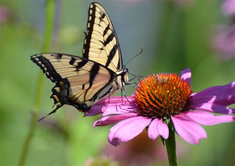 Common butterfly species on the decline, decades-long study reveals ...