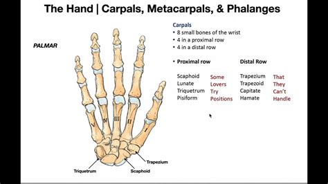 Hand Anatomy Bones Joints