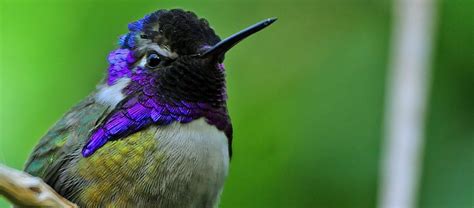 The Costa's Hummingbird | Critter Science