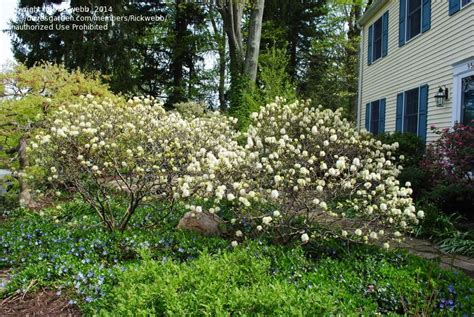 Full size picture of Witch Alder, Large Fothergilla, Mount Airy ...