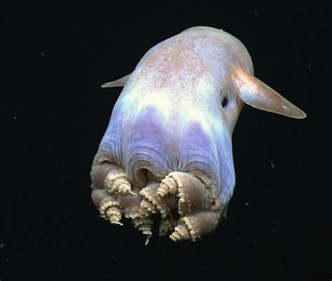 14 Dumbo Octopus Facts - Fact Animal