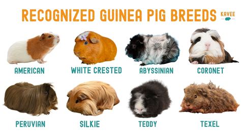 The Ultimate Guide to Guinea Pig Breeds, Markings and Colours – Kavee USA