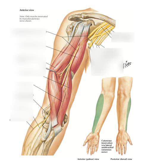 T4 Systems: Musculocutaneous nerve Diagram | Quizlet