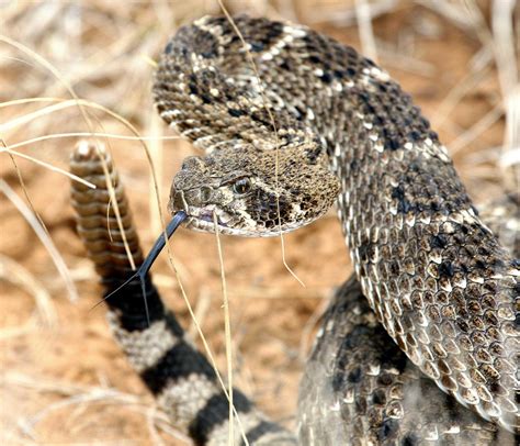 Baby Timber Rattlesnake Identification