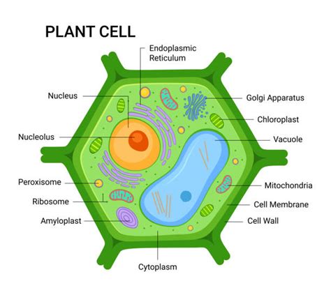 Plant Cell Project Labeled