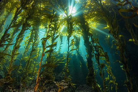 Study Finds Kelp Is Key to California’s Coastal Ecosystems | UVA Today