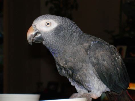 File:Timneh African Grey Parrot -side upper body.jpg - Wikipedia