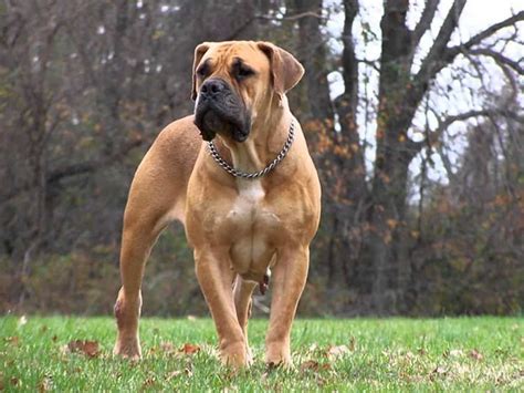 10 Of The Largest Dog Breeds In The World