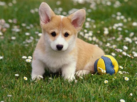 Cute Corgi Puppies Images - Pictures Of Animals 2016