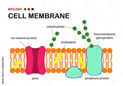 What Is The Makeup Of The Cell Membrane | Saubhaya Makeup