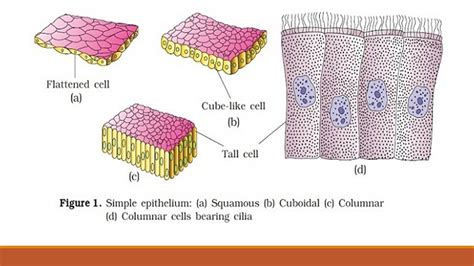 Columnar Epithelial Tissue Diagram