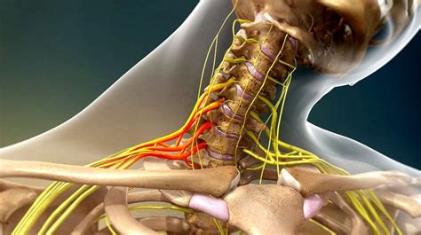 Brachial Plexus Nerve Injury: Injury Medical Chiropractic and ...