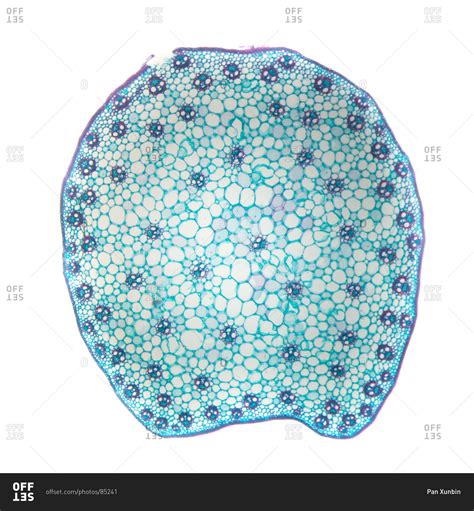 Monocot Root Cross Section Labeled