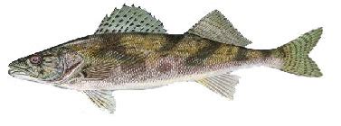 Sauger Fish Identification