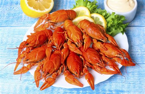 Information About Crayfish Habitat, Along With Some Fun Facts - Animal Sake