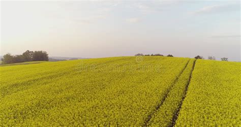 Scenic View of Canola Field Against Sky Stock Photo - Image of organic ...