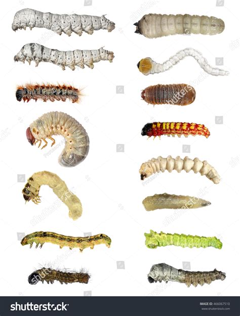 Moth Larvae