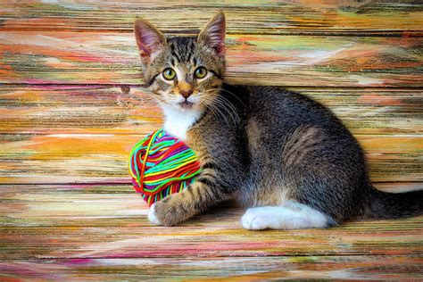 Kitten Playing With Yarn Photograph by Garry Gay - Fine Art America