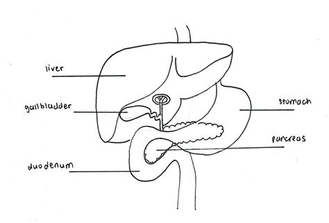 Pancreas Diagram Unlabeled