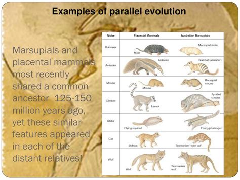 Parallel Evolution Examples