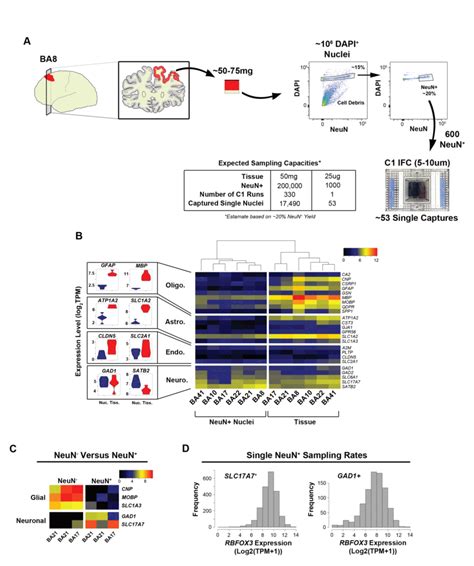 Single nuclei RNA-Seq supplies snapshot of gene expression across brain ...