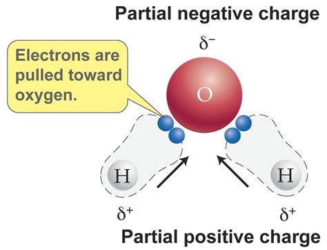 What are the strongest bonds in water? | Socratic