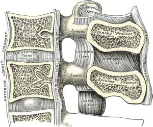 Ligamentum flavum - Physiopedia