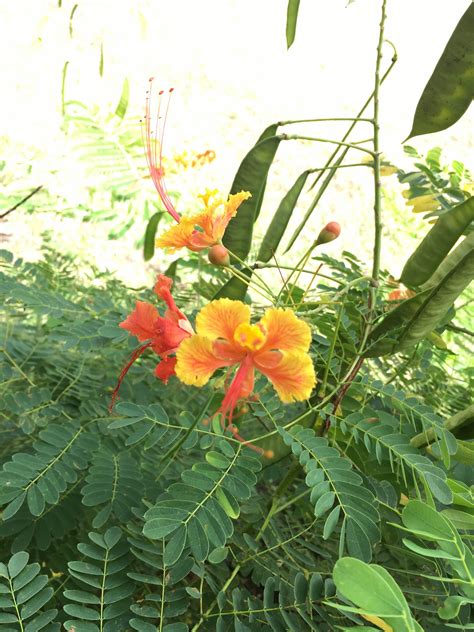 Pride of Barbados Flower | Plant leaves, Pride of barbados, Plants