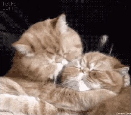 Gatos Cats GIF - Gatos Cats - Discover & Share GIFs