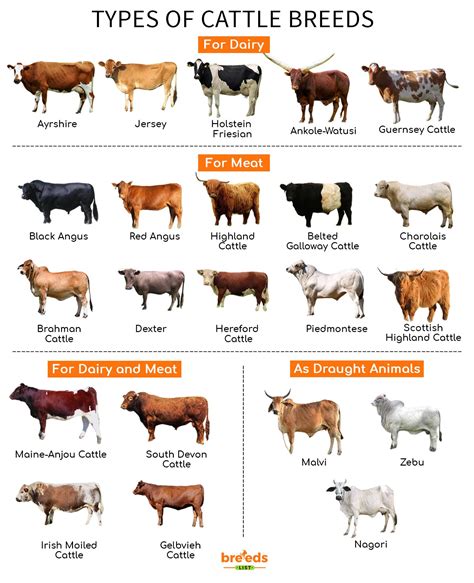 Cattle Breeds - Facts, Types, and Pictures