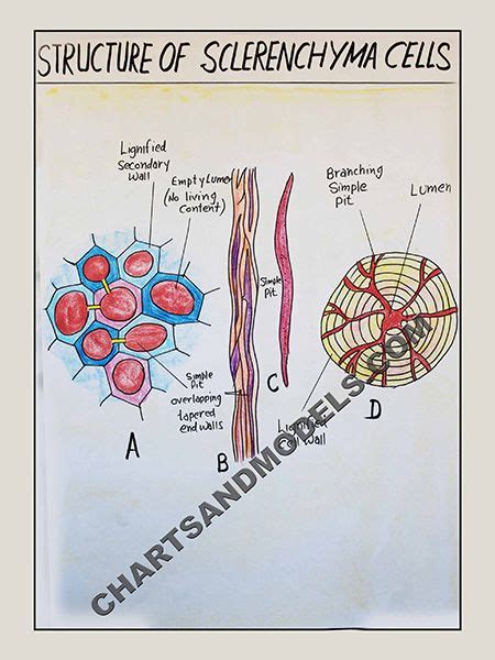 Buy Structure of Sclerenchyma Cells Charts Online | Chart, Online chart ...